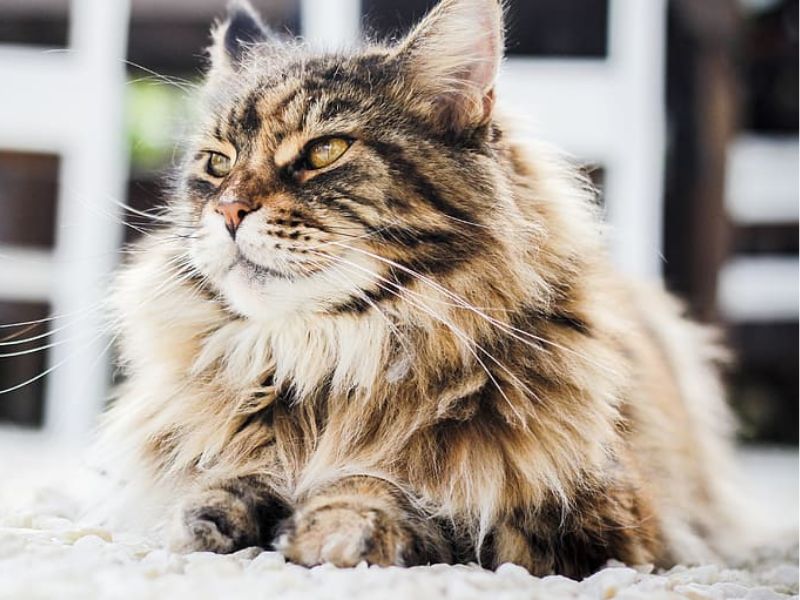 Maine-Coon-Cat-Care-Requirements