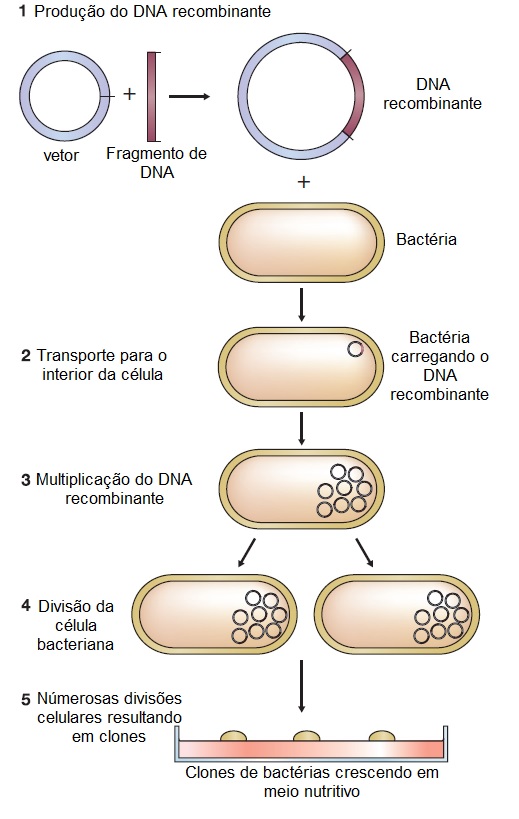 Figura ilustrando a produção de clones de bactérias contendo o DNA recombinante