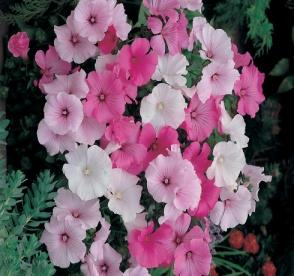 http://s3-eu-west-1.amazonaws.com/seeds-plants-gardening/product-images/op/z/433_1.jpg