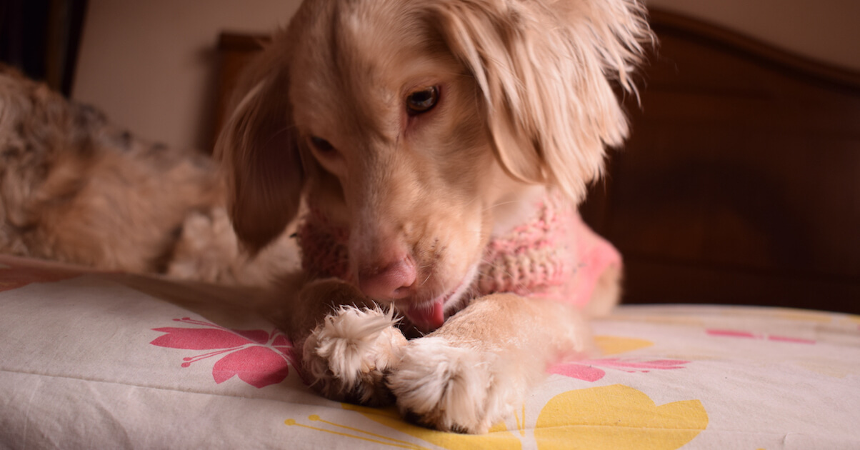 Dog licking paws