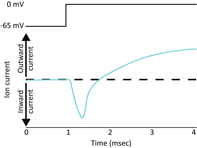 Solved Voltage Clamp Figure 2 Ion Current During A Volta Chegg Com