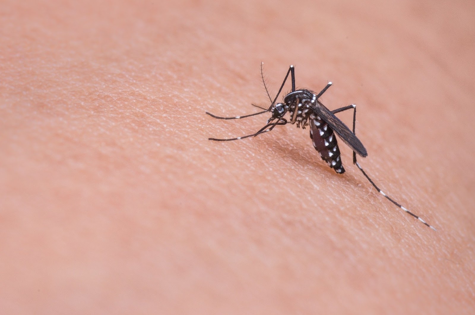 komar - jak chronić dziecko przed komarami i kleszczami