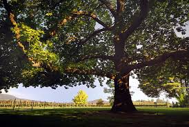 Image result for shady tree