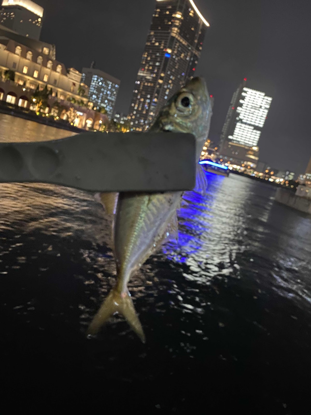 みなとみらいアジング始まってます 浜男 ハマー の釣りの細道