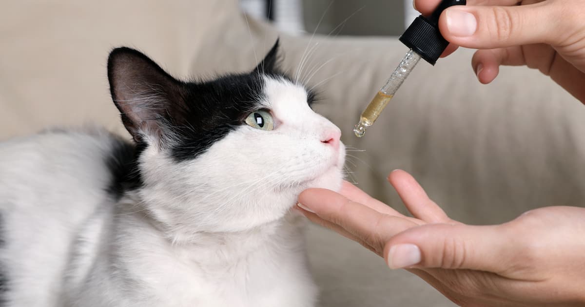 best cbd treats for cats with anxiety