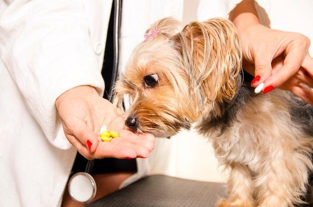 Best Dog Multivitamins for Optimal Canine Health - PetGuide