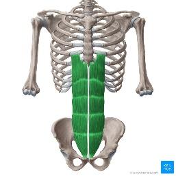 Rectus abdominis: Origin, insertion, innervation,function | Kenhub