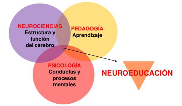 Resultado de imagen para - Neurociencia: una ciencia para el aprendizaje