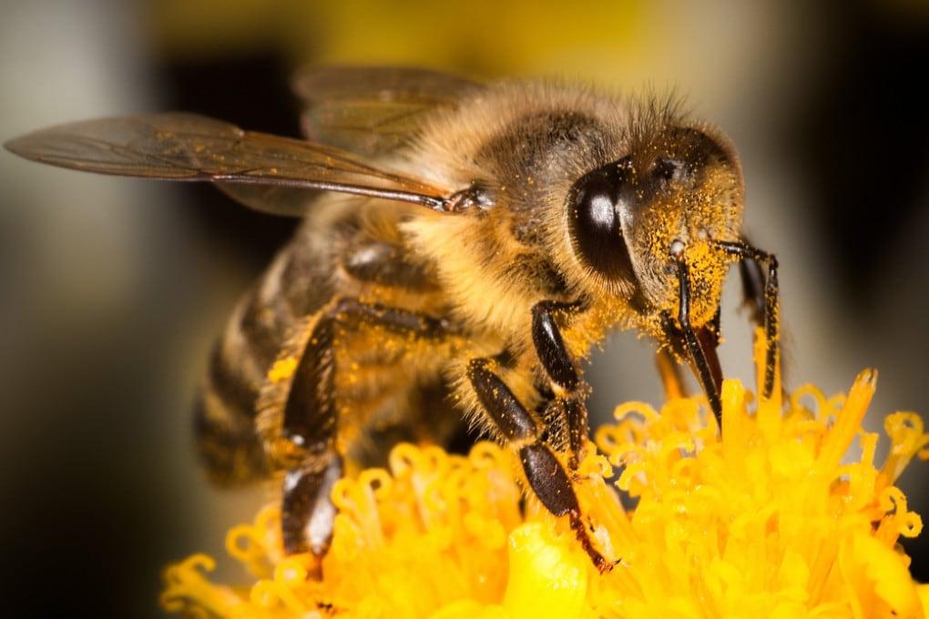 Come riconoscere le api - Focus.it