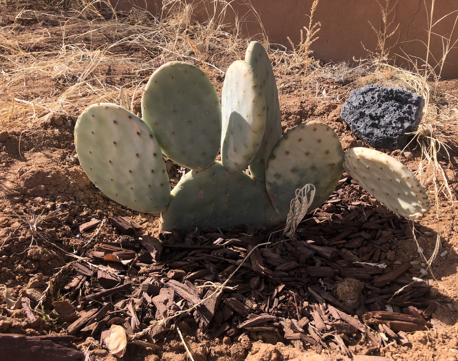 Opuntia aurea. A spineless cactus. Picture being used to depict the difference between effective and ineffective leaders.