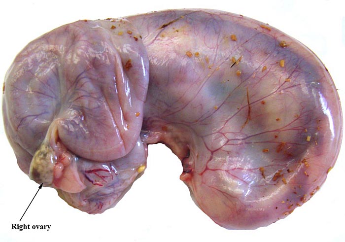 Intact uterus of Manis tricuspis with fetus in left uterine horn.