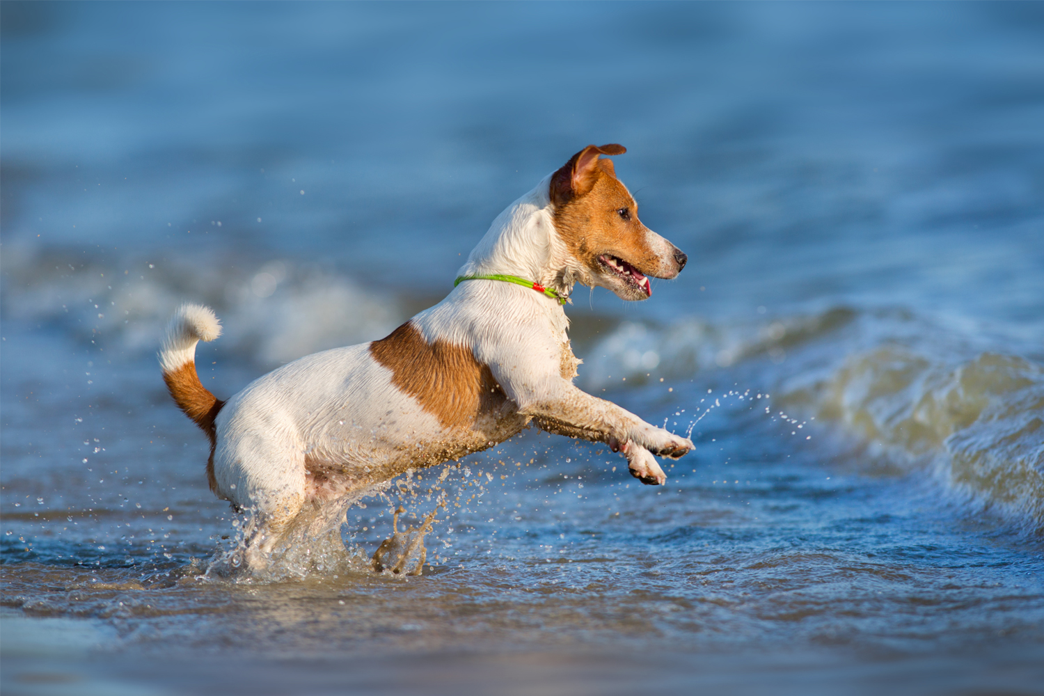 Playa para perros