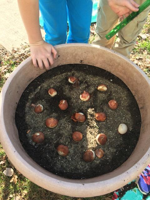 bulbs in container 