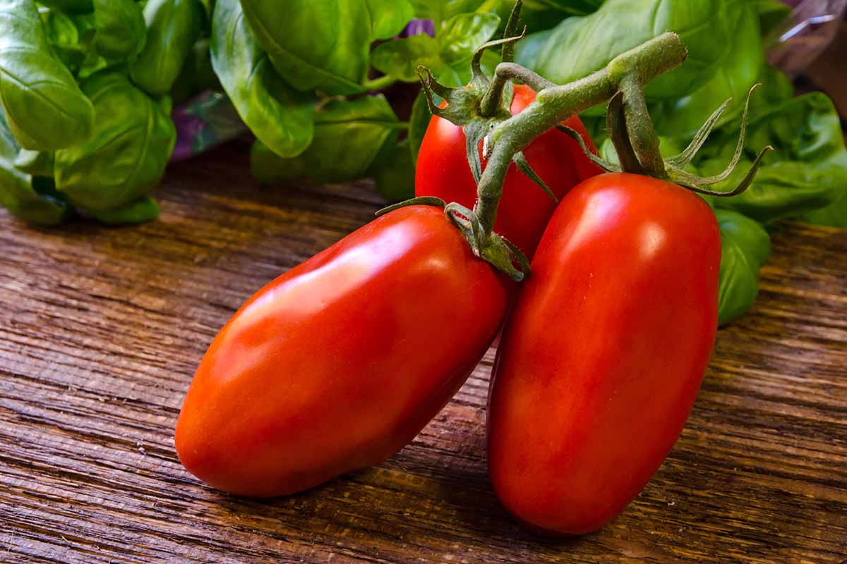 San Marzano