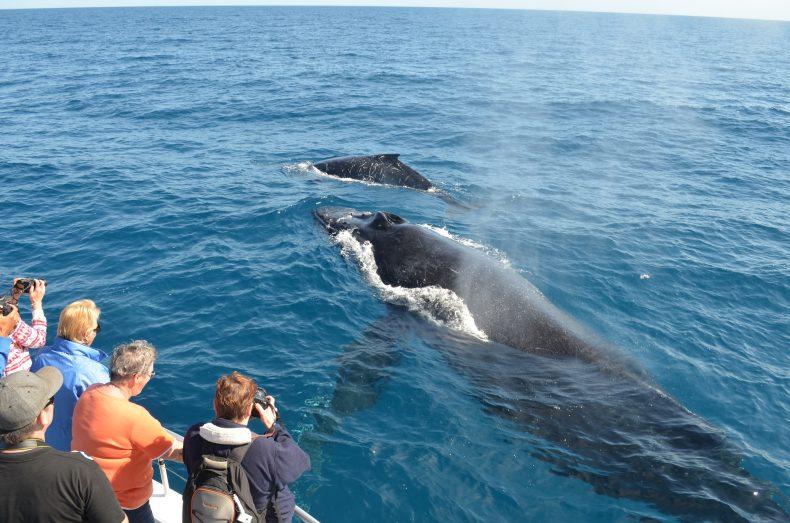 Image result for whales  reykjavík