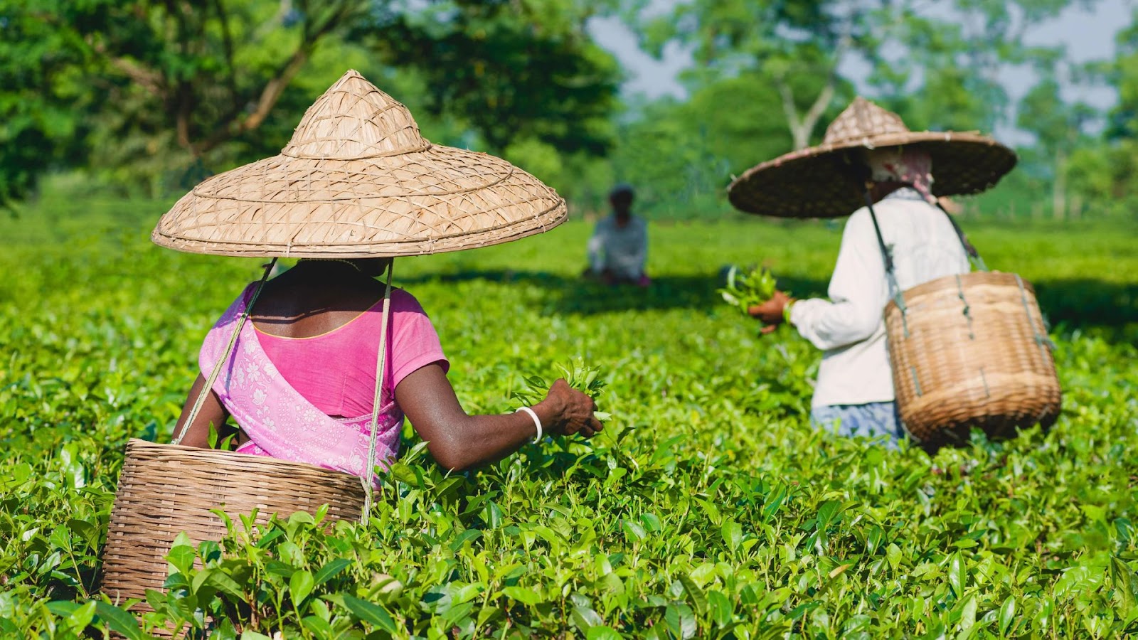 Exploring the Best Tea Plantations