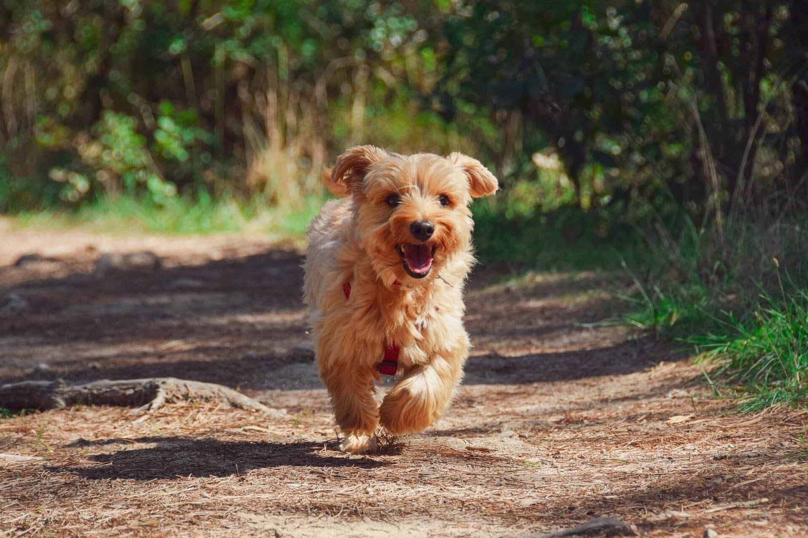 Why Is My Yorkie Shedding?