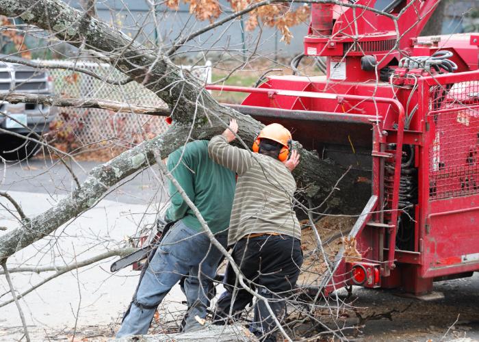 5 Reasons You Need Tree Service in Burlington, NC (Guide for Homeowners)