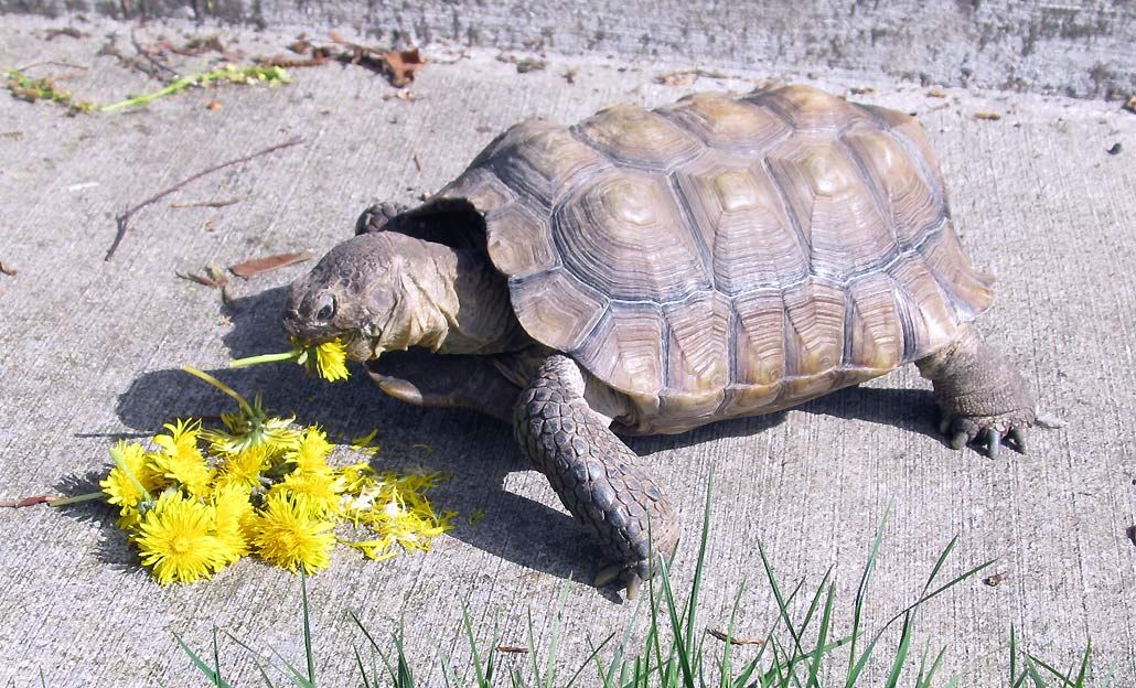 Can Tortoises Eat Dandelions