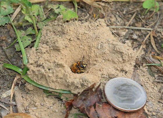 A picture containing ground, outdoor, plant, dirt Description automatically generated