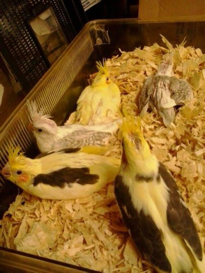 Healthy, parent-raised chicks (image courtesy Jerry Randal)