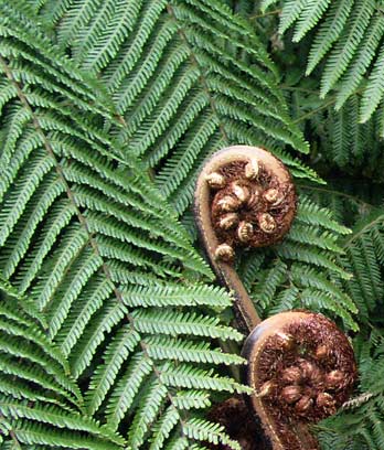 Ferns and lycophytes – Te Ara Encyclopedia of New Zealand