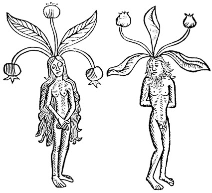 Dibujo de mandrágoras representando mujercilla y hombrecillo. Fuente