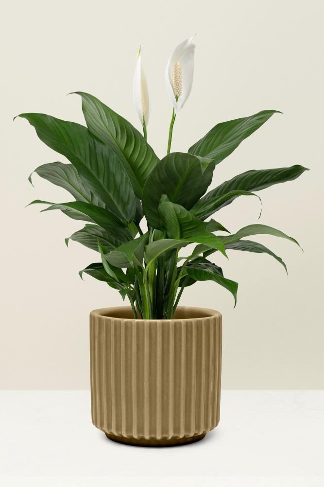 houseplant gift