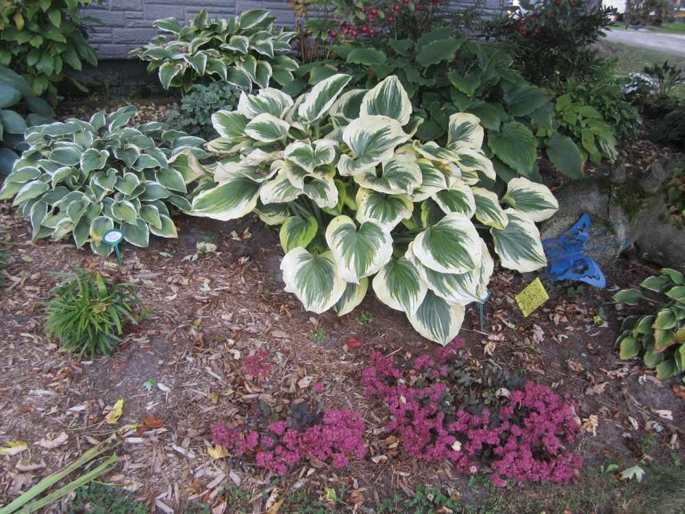 Hosta