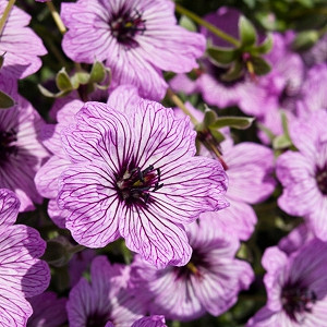 Geranium (Cinereum Group) 'Ballerina', Cranesbill 'Ballerina', Ashy Cranesbill, Geranium cinereum 'Ballerina', Geranium 'Ballerina', Hardy Geraniums, Best geraniums, Best Border Geranium, pink geranium