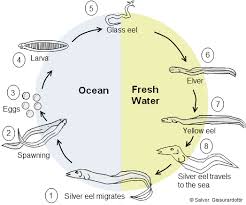 Image result for eel's life cycle