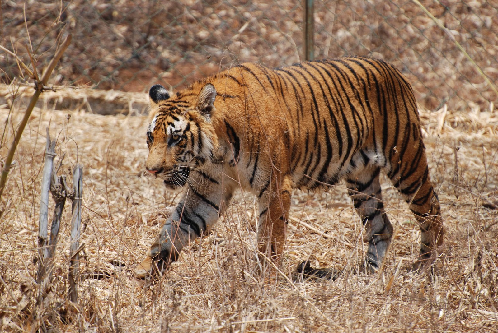 Bengal_Tiger_Karnataka.jpg