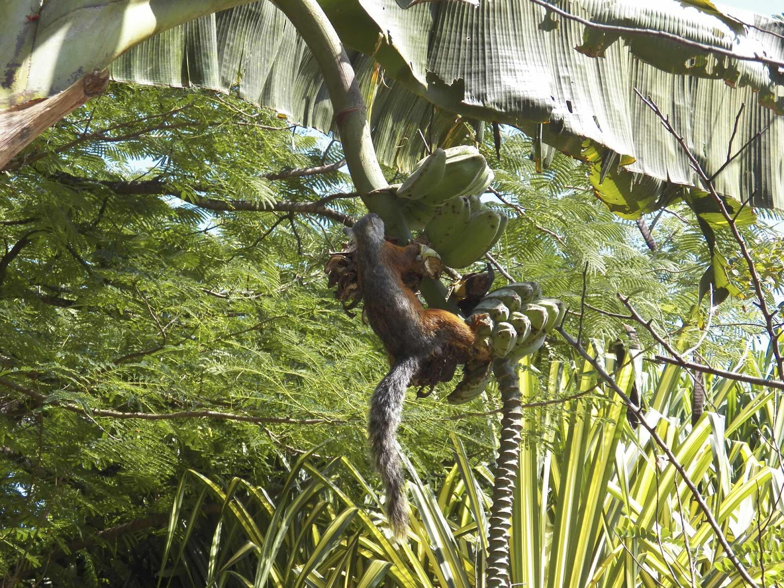 Squirrel, Vista del Valle, San José, Costa Rica