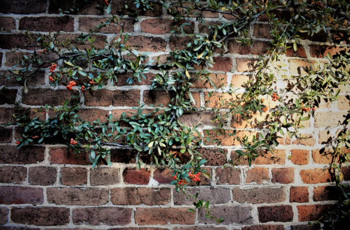 plants and flowers covering a brick wall