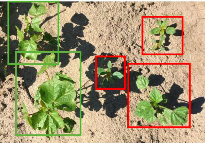 Weed and cotton plant detection with multi-class object detection