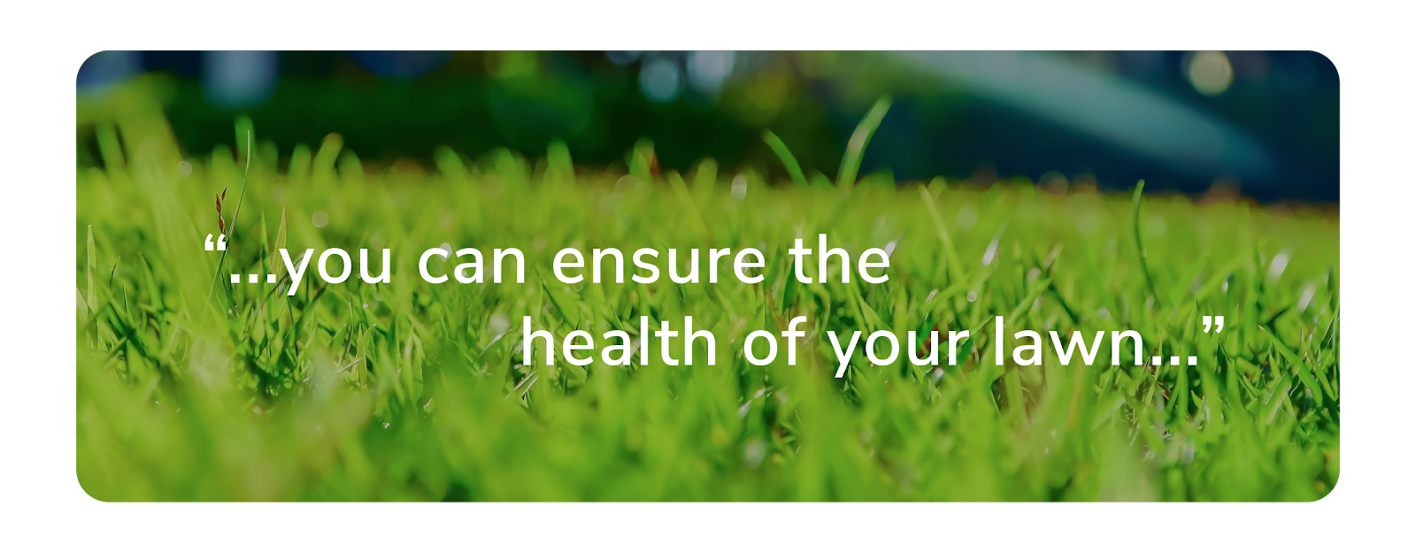 lawn health