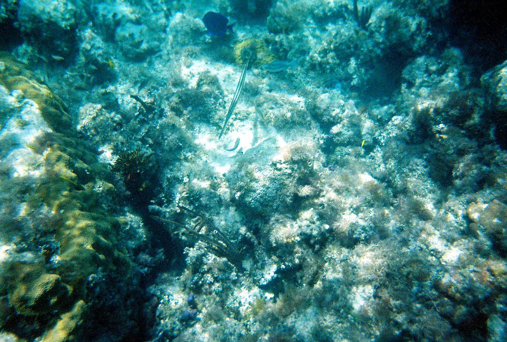 underwater 5