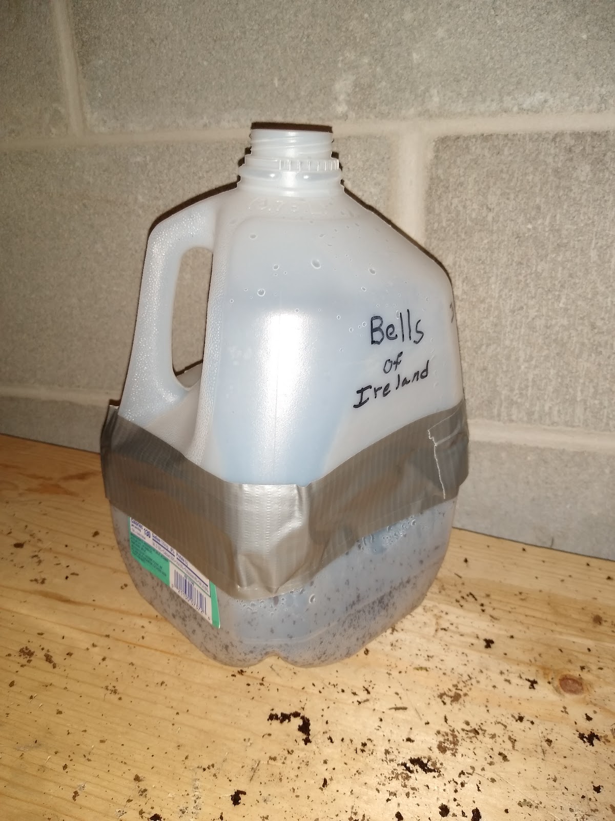 winter sown Bells of Ireland seeds in a milk jug