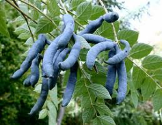 blue sausage fruit