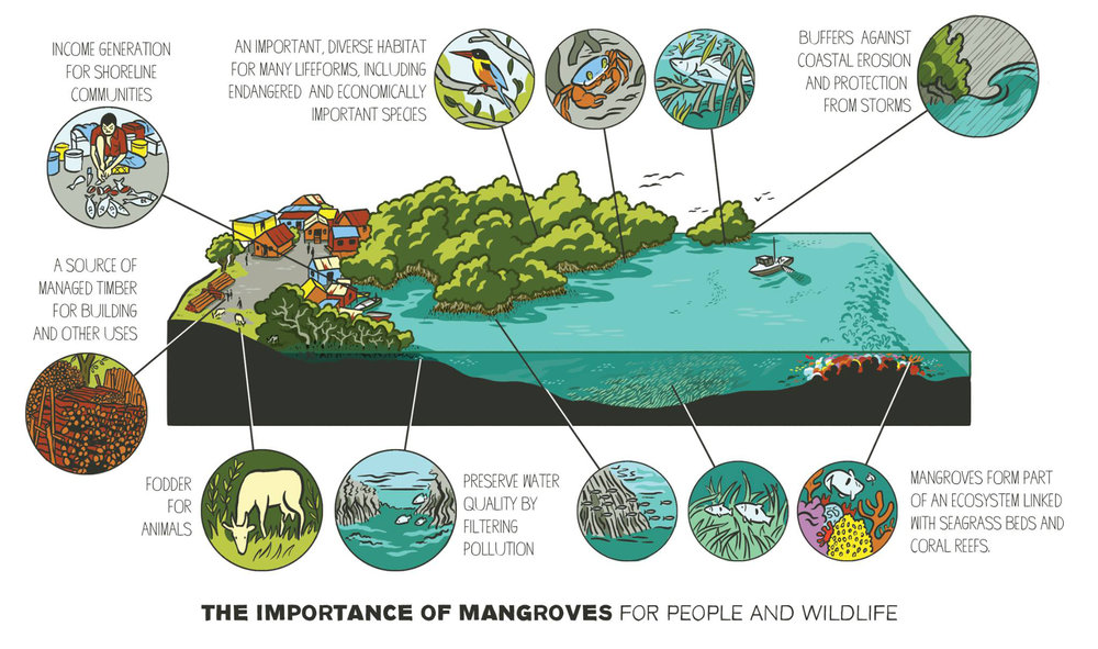 Siklus Mangrove (source: https://www.scriberia.com)