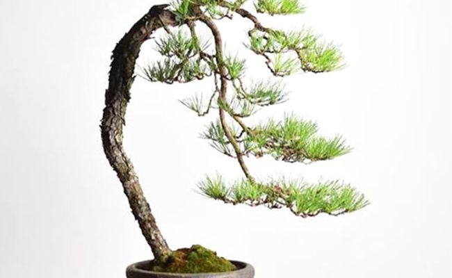 Cây bonsai thế văn nhân thứ 2