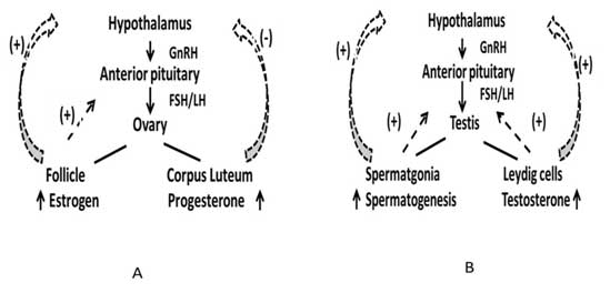Mecanismos de regulación endocrina de la esteroidogenesis (A) y gametogénesis (B)