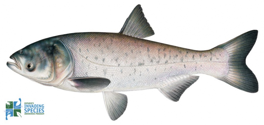 asain carp