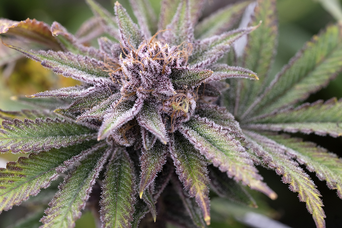 Foto colorida de um top bud de uma planta de cannabis em floraçāo, de coloração violeta, com pistilos alaranjados 