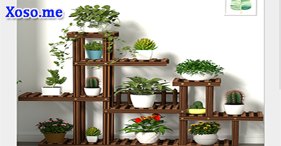 Mơ thấy cây cảnh trong nhà