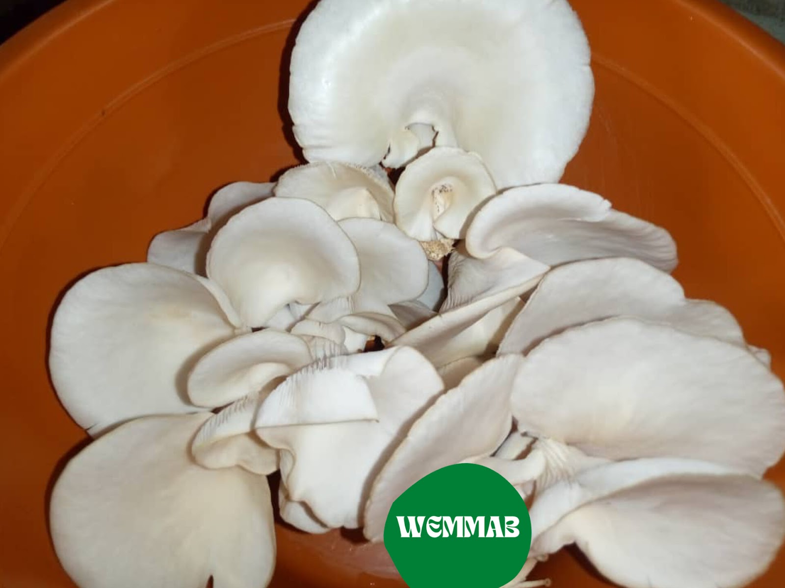 How to grow oyster mushrooms using sawdust