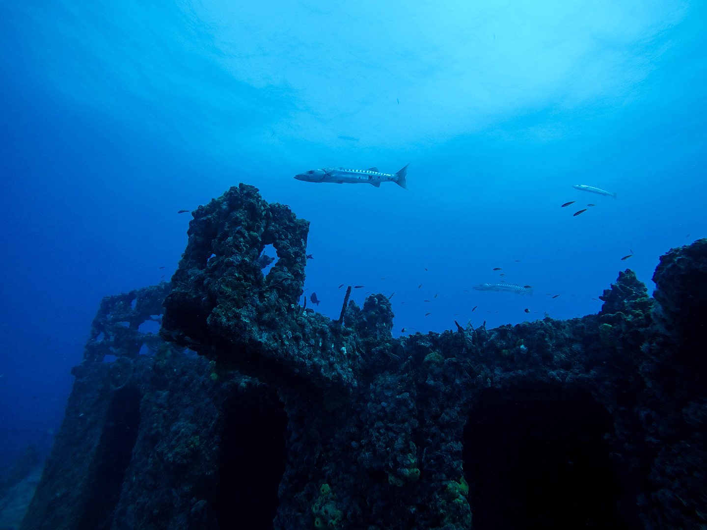 An underwater image of a pelagic fish swimming above a shipwreck in the lower Florida Keys