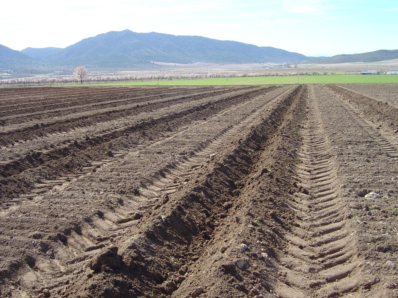 \\Servidornuevo\comun\DEP. FORESTAL\Trabajo\Grupo Operativo\Grupo Operativo Autonómico\Ejecución Proyecto\Divulgación en página web\FOTOS\LOS MORALES\4. Lineas plantación 05_04_2018\DSC00090.JPG