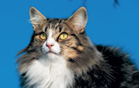 In cats, taurine deficiency leads to central retinal degeneration within a few months