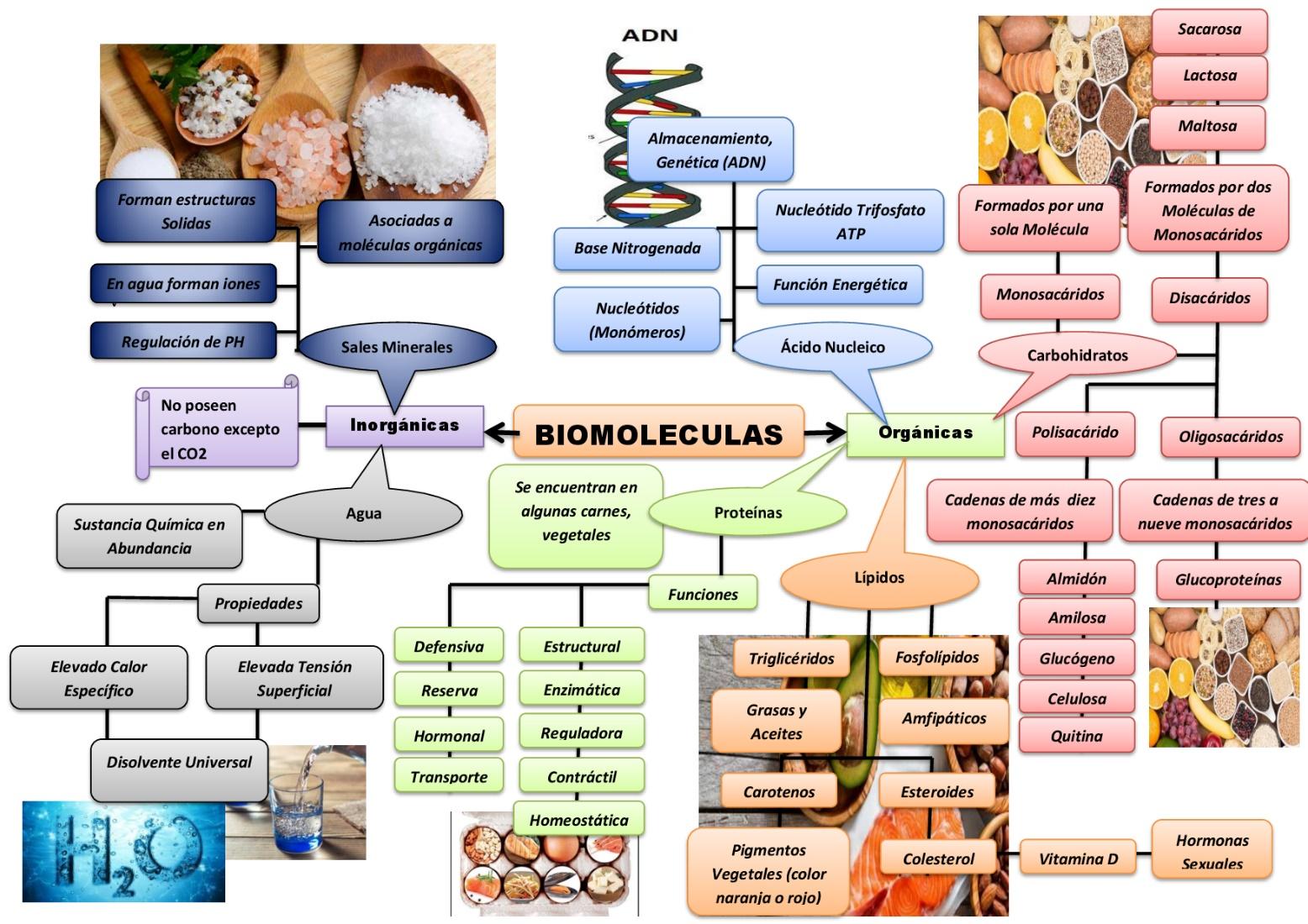 Resultado de imagen de biomoleculas organicas